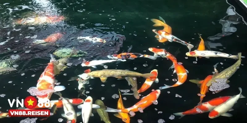 Bắn Cá Koi Cực Đỉnh Với Kho Vũ Khí Tối Tân Thưởng Hấp Dẫn 1 ban ca koi